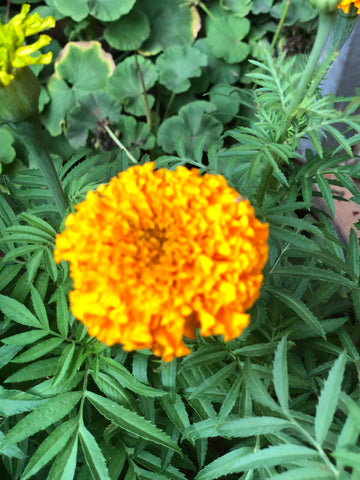 Marigold