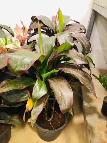 Dracena mahatma