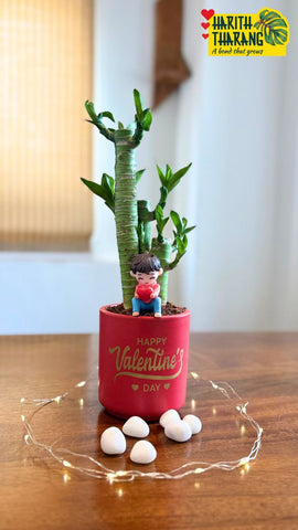 Mud pot with tray -plants additional