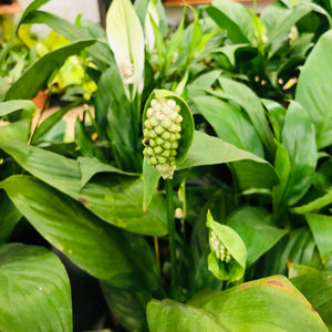 Spathiphyllum (Peace Lily Plant)