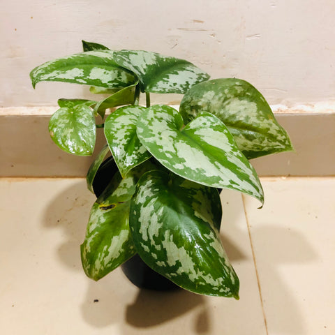 Silver Pothos