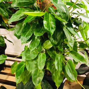 Philodendron moss stick
