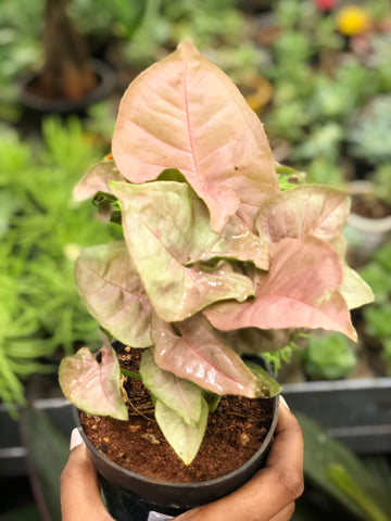 Syngonium Pink