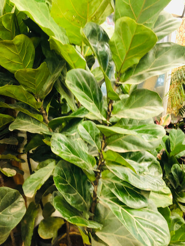 Fiddle fig
