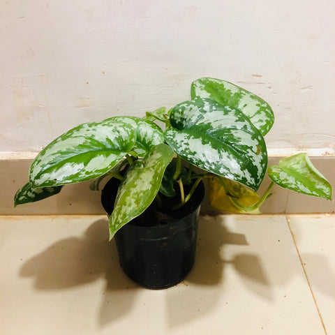 Silver Pothos
