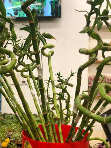Water bamboo