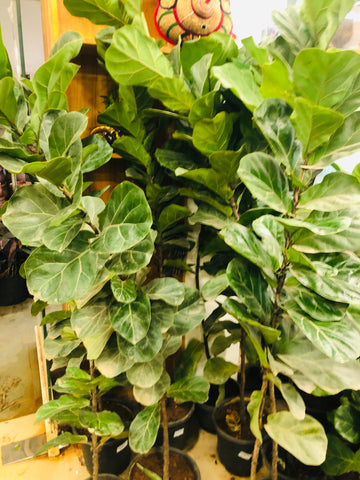 Fiddle fig