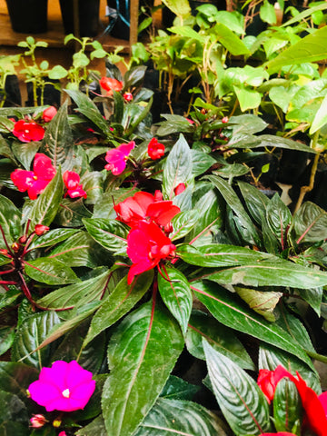 Impatiens Balsam