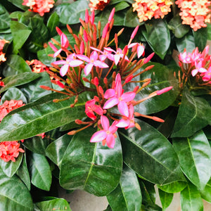 IXORA