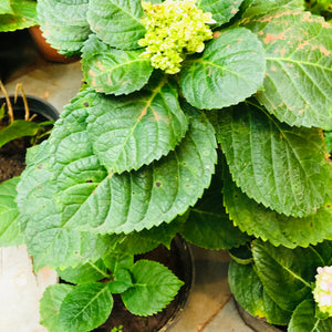 Hydrangea asorted