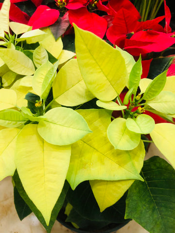 Poinsettia