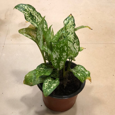 Aglaonema Snow White