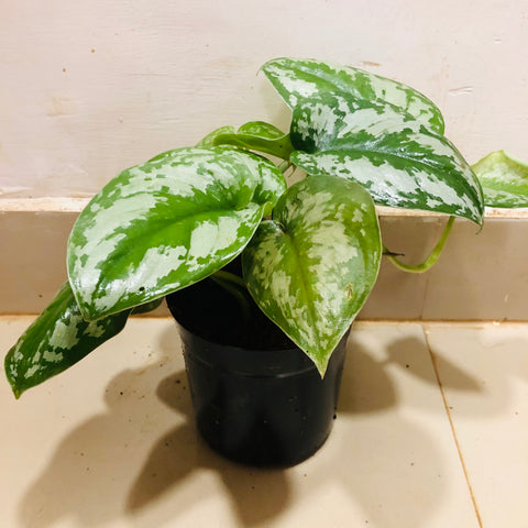 Silver Pothos