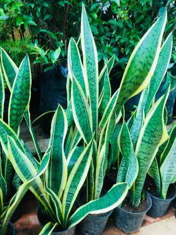 Snake plant / Sanseviera