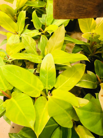Ceylon gold