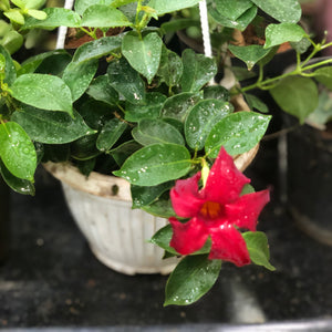 Mandevilla