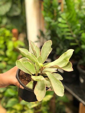 Peperomia Variegated