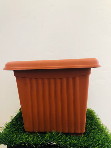 Square “10” Plastic Pot