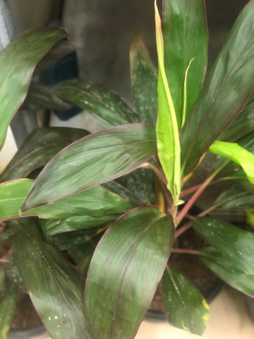 Dracena mahatma