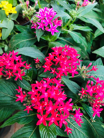 Pentas