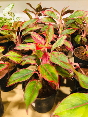 Aglaonema lipstick