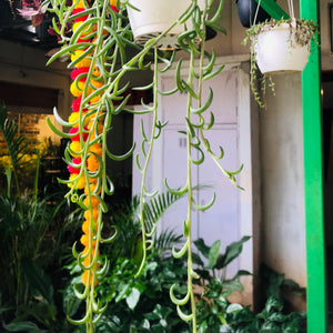 money plant hanging Green money plant hanging – hariththarang