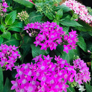 Pentas