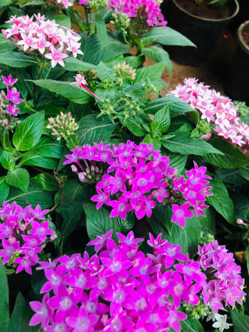 Pentas