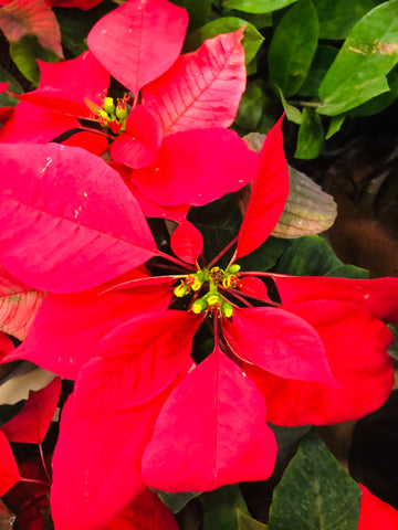 Poinsettia