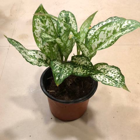 Aglaonema Snow White