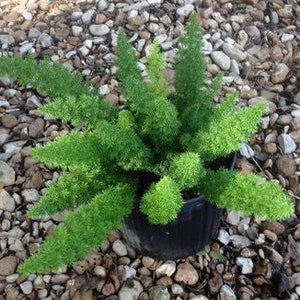 Asparagus meyeri