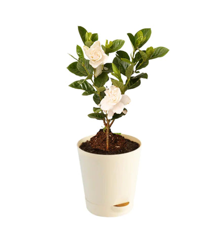 PARIJATHAM / gardenia