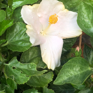 HIBISCUS hybrid