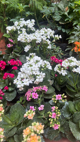 Kalanchoe