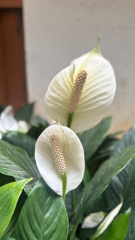 Spathiphyllum (Peace Lily Plant)
