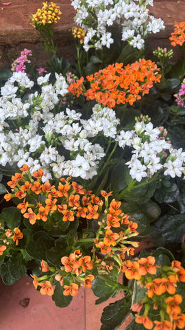 Kalanchoe