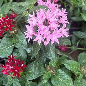 Pentas