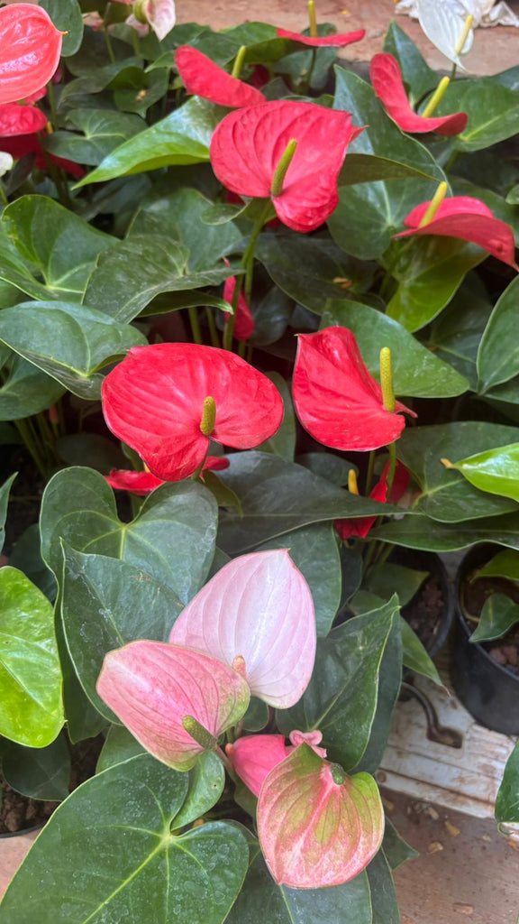 anthurium price in chennai Anthurium – hariththarang