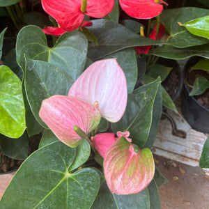 Anthurium