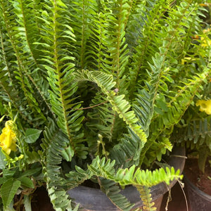 Fern plant