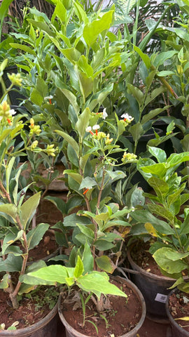 Pavalamalli / coral jasmine