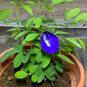 sangu poo / blue pea / butterfly pea