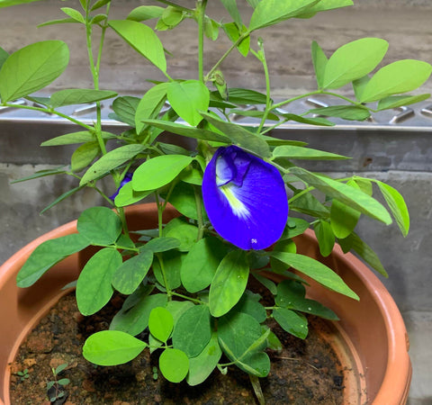 sangu poo / blue pea / butterfly pea