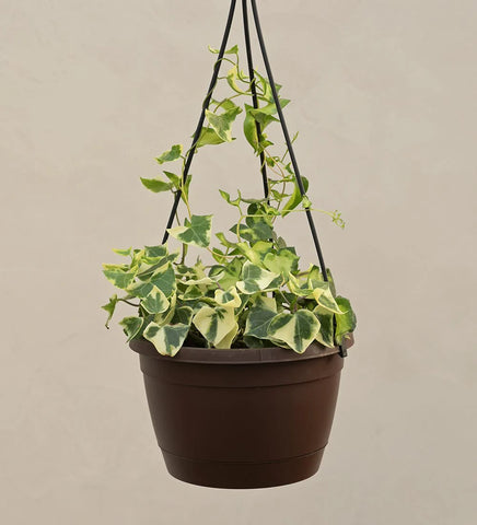 English ivy