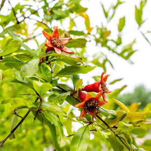pomegranate tree