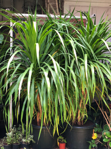 Dracaena Draco