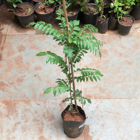 Curry leaves / Kaṟivēppilai