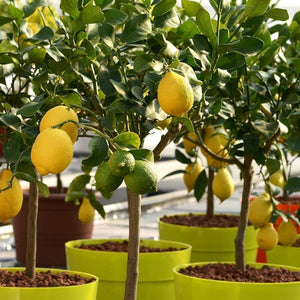 lemon tree
