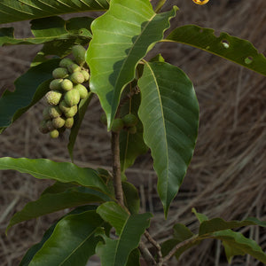 Shenbagam plant