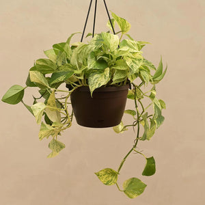Green money plant hanging